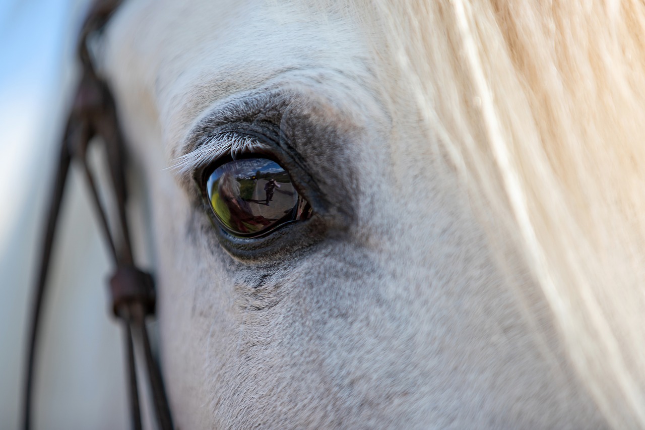 Image by Elmer L. Geissler from Pixabay